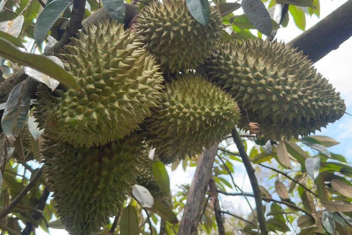 Mưa nhiều khiến sầu riêng gặp tình trạng sượng cơm. Ảnh: Dũng Lê.