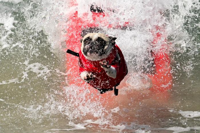  Sự kiện Surf Dog Surf-a-Thon lần thứ 21 do Trung tâm Động vật Helen Woodward tổ chức, thu hút khoảng 1.500 người và quyên góp được hơn 20.000 USD. Ảnh: CA Post. 