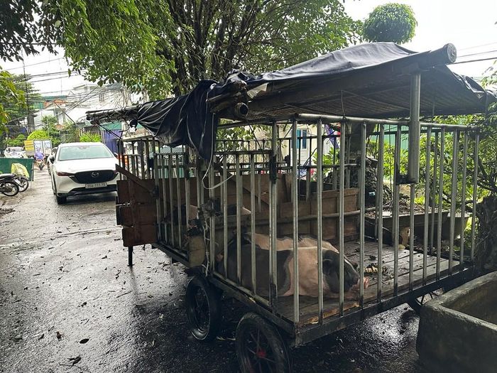 Vật nuôi như lợn, gà cũng được người dân đưa lên các khu vực cao để tránh lũ