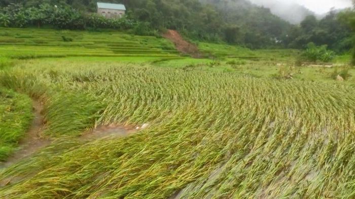 Mưa lớn khiến nhiều diện tích lúa, hoa màu của người dân bị ngập úng, cuốn trôi, đổ rạp; một số diện tích bị thiệt hại hoàn toàn