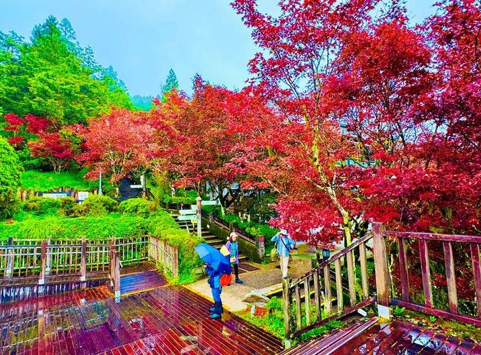 Con đường tràn ngập phong lá đỏ ở Vườn quốc gia núi Thái Bình