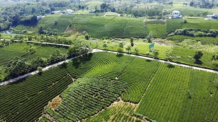 Đồi chè tại xã La Bằng, Thái Nguyên. Ảnh: Trần Trang - TTXVN
