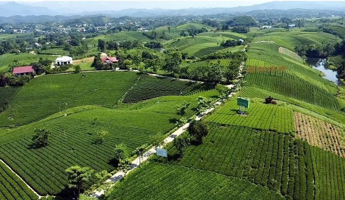 Đồi chè Cầu Đá tại xã La Bằng, Thái Nguyên. Ảnh: Trần Trang - TTXVN