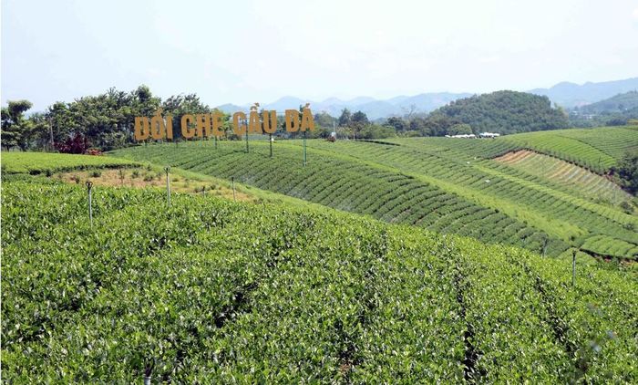 Đồi chè Cầu Đá tại xã La Bằng. Ảnh: Trần Trang - TTXVN