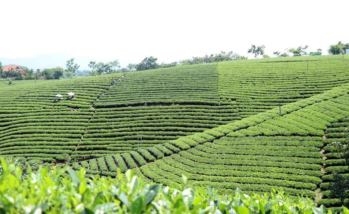 Đồi chè xanh mướt nhìn như những thửa ruộng bậc thang. Ảnh: Trần Trang - TTXVN