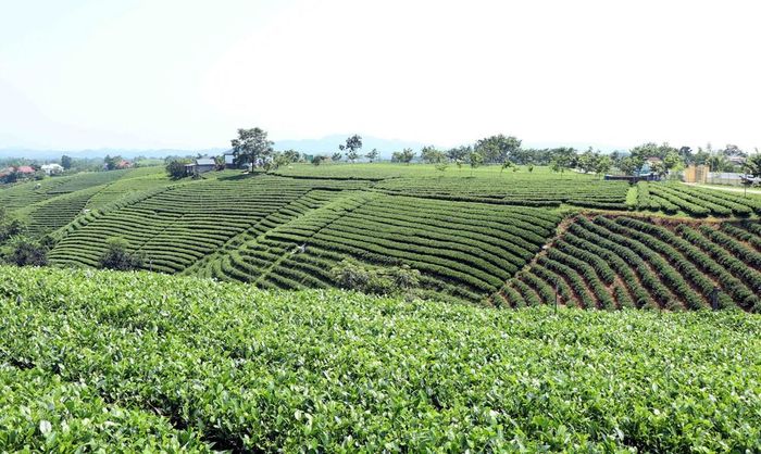 Đồi chè tại xã La Bằng, Thái Nguyên. Ảnh: Trần Trang - TTXVN