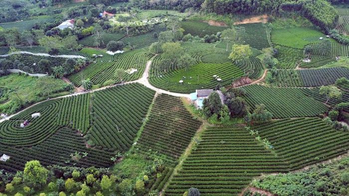Đồi chè tại xóm Gốc Gạo, xã Vô Tranh (Thái Nguyên). Ảnh: Trần Trang - TTXVN
