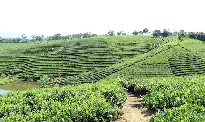 Du lịch cộng đồng gắn với trải nghiệm trên đồi chè đang được tỉnh Thái Nguyên chú trọng. Ảnh: Trần Trang - TTXVN