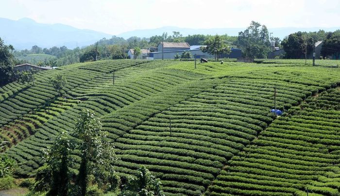 Phần lớn các đồi chè ở Thái Nguyên được canh tác theo phương pháp VietGAP, hữu cơ. Ảnh: Trần Trang - TTXVN