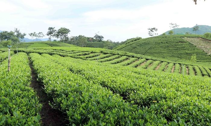 Đồi chè tại xã Phú Đình, Thái Nguyên. Ảnh: Trần Trang - TTXVN