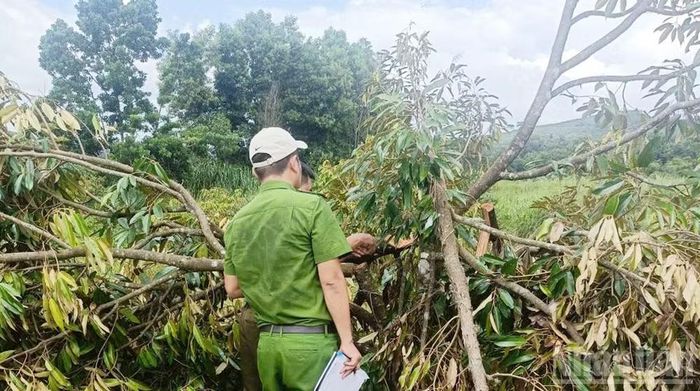 Lực lượng chức năng tỉnh Lâm Đồng khám nghiệm hiện trường vụ cố ý gây thương tích và hủy hoại tài sản tại tiểu khu 1535 (xã quảng Trực) thuộc Công ty Long Sơn quản lý.