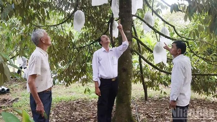 Thạnh Bình đang hình thành nhiều vùng sản xuất cây ăn trái gắn với đó là các hoạt động du lịch cộng đồng, du lịch trải nghiệm. (Ảnh: TB)
