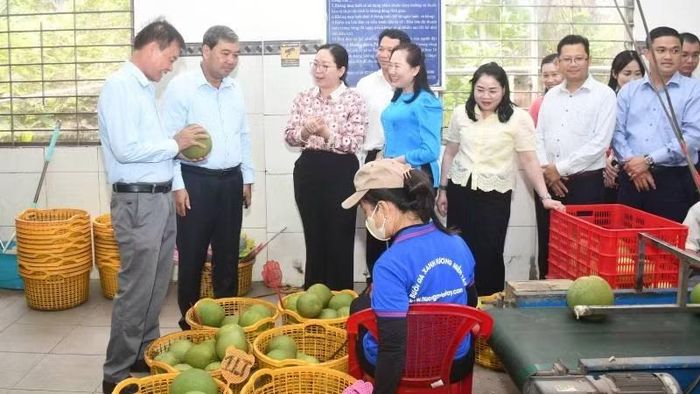 Doanh nghiệp thu mua nông sản của người dân tại xã Phước Mỹ Trung. (Ảnh: HOÀNG VŨ)