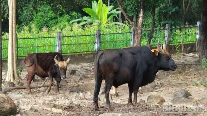 Ở các cá thể trưởng thành, những dấu hiệu mang tính kế thừa từ bò tót càng thể hiện rõ. Một số con đực có tính khí mạnh, trong đàn xuất hiện hành vi đấu nhau để tranh giành vị trí. (Ảnh: NGUYỄN TRUNG)