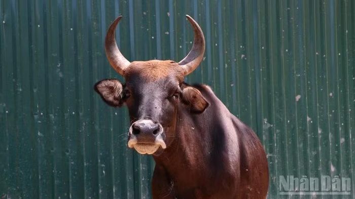 Bò cái thường có lông hung đỏ hoặc nâu sẫm, sừng nhỏ hơn nhưng độ cong rõ hơn. (Ảnh: NGUYỄN TRUNG)