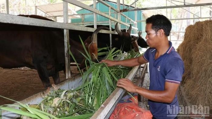 Giá trị của những con bò tót lai không nằm ở vẻ ngoài khác biệt mà ở những thông tin sinh học chúng mang trong cơ thể. (Ảnh: NGUYỄN TRUNG)