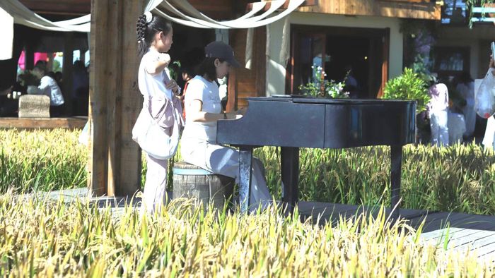 Trải nghiệm chơi đàn piano giữa cánh đồng.