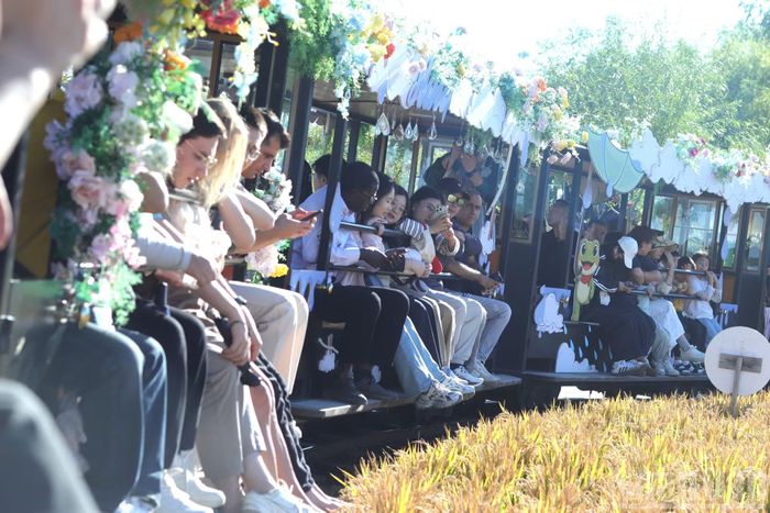 Ngồi trên chuyến tàu, du khách có thể chạm vào những bông lúa đang chín vàng.