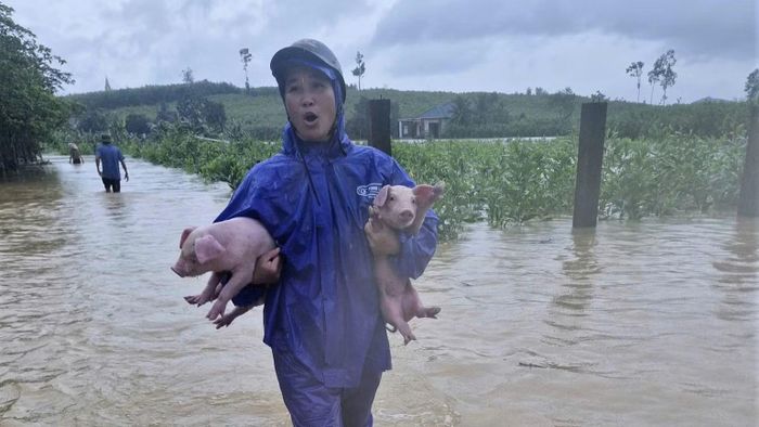 Người dân xóm Sông Lim, xã Nghĩa Lộc đưa đàn lợn ra khỏi khu vực ngập nước. (Ảnh: CTV)