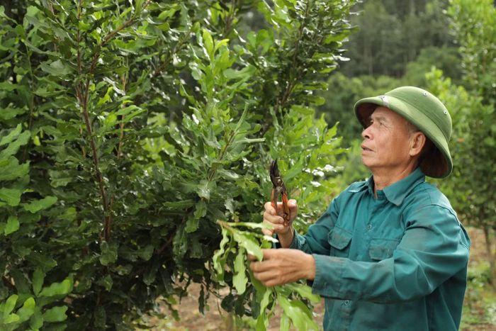 Nông dân xã Chiềng Sinh chăm sóc cây mắc-ca được trồng từ năm 2023. (Ảnh: LÊ LAN)