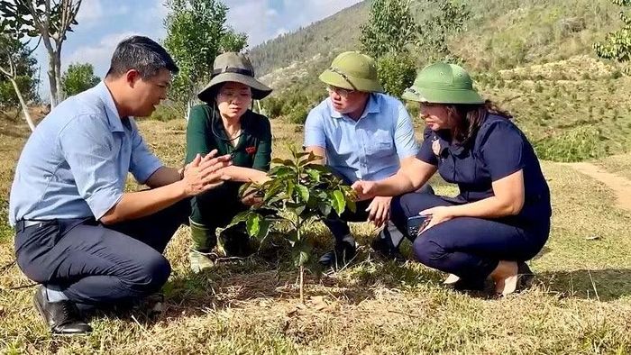 Đồng chí Hà Cầm Hồng (đầu tiên bên trái) cùng các đồng chí lãnh đạo xã Chiềng Sinh kiểm tra tiến độ sinh trưởng của cây cà-phê mới trồng trên địa bàn xã. (Ảnh: LÊ LAN)