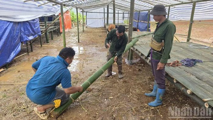 Người dân tận dụng tre, nứa có sẵn tại địa phương để dựng lán trại.