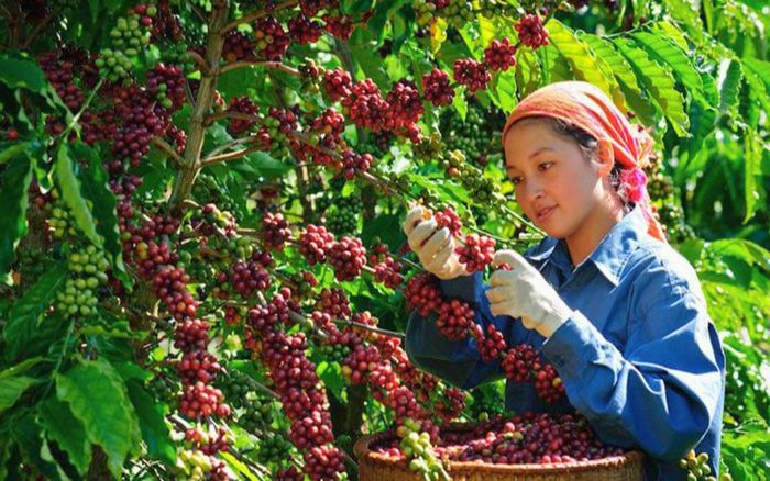 Giá cà phê trong nước hôm nay (17-9) giảm mạnh. Ảnh minh họa: thuongtruong.com.vn