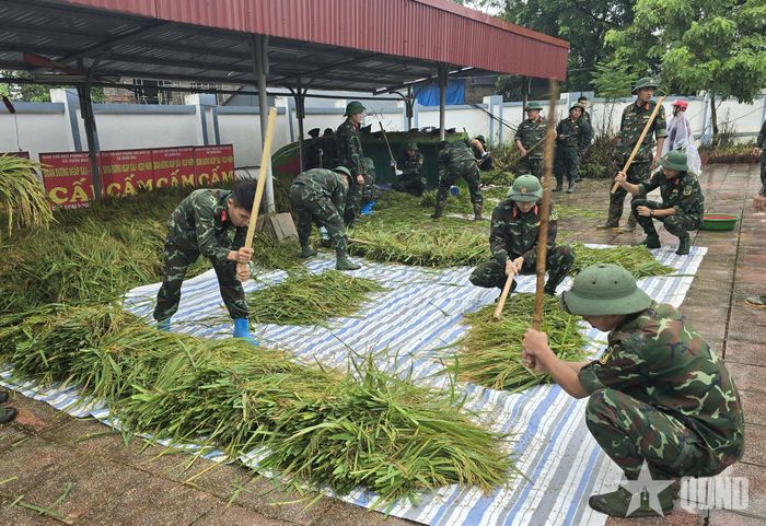 Giúp nhân dân đập lúa.
