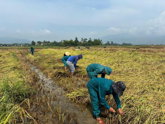 Các hội, đoàn thể chính trị - xã hội cùng lực lượng dân quân xã Phú Thuận giúp người dân thu hoạch lúa bị ngã rạp.