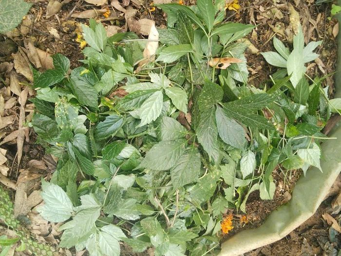 Sâm Ngọc Linh ở xã Măng Ri bị chuột phá, được người dân thu gom lại. Ảnh: NDCC
