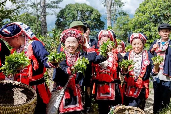 Người dân địa phương phát triển kinh tế nhờ cây chè.