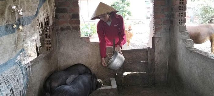 Chị H Moel Niê dự định nuôi thêm heo trắng để cải thiện kinh tế.