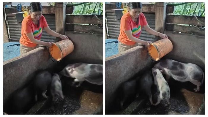 Chị H Buyên Niê ( buôn M trưng M'Um) cũng dự định mở rộng quy mô đàn heo trong thời gian tới.