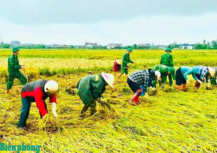 Cán bộ, chiến sĩ Đồn Biên phòng Kỳ Khang, Ban Chỉ huy Bộ đội Biên phòng tỉnh Hà Tĩnh giúp người dân thu hoạch lúa, hạn chế thiệt hại do mưa lớn. Ảnh: Thế Mạnh