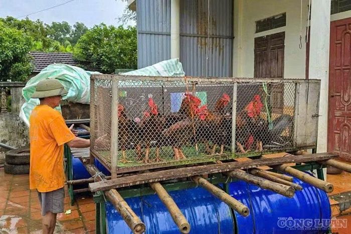 Người dân đưa gia súc, gia cầm đến những vị trí an toàn