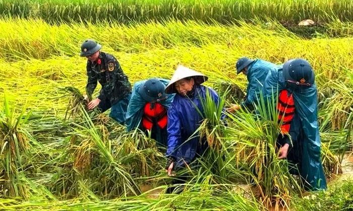 Lực lượng vũ trang hỗ trợ người dân xã Điền Quang, tỉnh Thanh Hóa thu hoạch diện tích lúa mùa bị thiệt hại do mưa lũ (ảnh: Lê Hợi).
