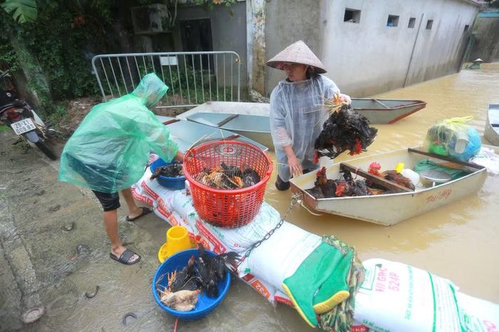 Không chỉ đồ đạc, nhiều người dân còn phải tìm cách di chuyển vật nuôi đến những khu vực cao ráo để tránh nước lũ. Trong điều kiện đường sá ngập sâu, việc vận chuyển gia súc, gia cầm gặp không ít khó khăn.