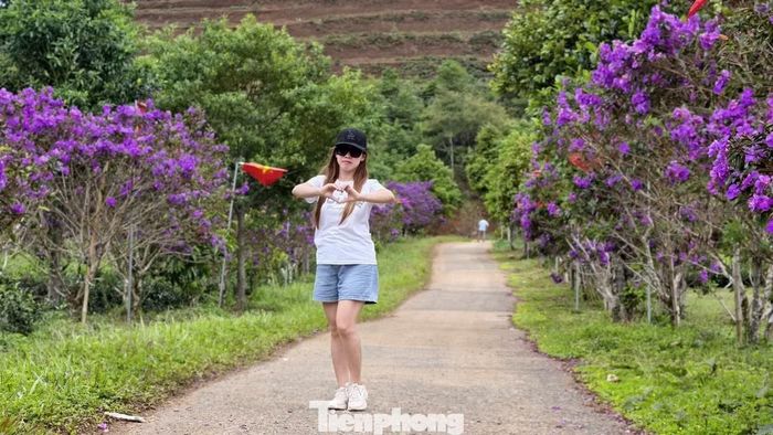 Chị Thùy Loan (trú TP. Đà Nẵng) cho biết đây là lần đầu chị đến đồi chè Đông Trường Sơn và khá bất ngờ trước vẻ đẹp của những cây hoa mua được trồng xen giữa đồi chè. “Những cây hoa mua ở đây thật sự rất đẹp, phải tận mắt đến mới cảm nhận hết vẻ đẹp. Hàng trăm cây hoa mua khoe sắc giữa đồi chè khiến khung cảnh như một bức tranh”, chị Loan chia sẻ.