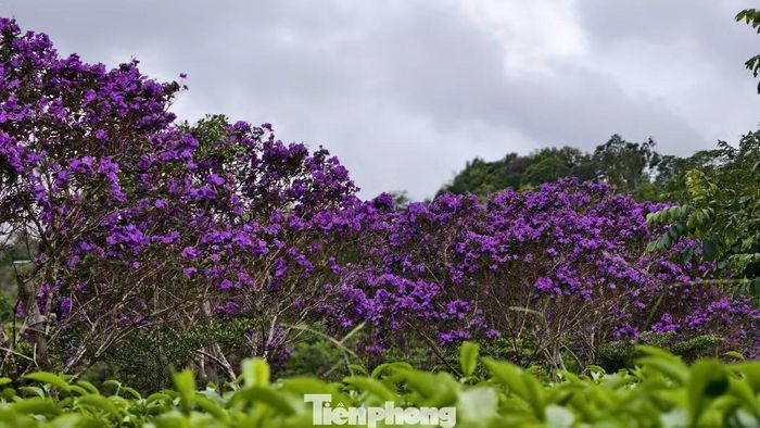Hoa mua đua nở, tạo nên bức tranh thiên nhiên thơ mộng.