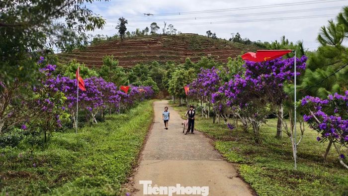 Chị Nguyễn Thị Hằng - chủ đồi chè Đông Trường Sơn - cho biết, năm 2018 gia đình từ Hà Nội vào Kon Plông đầu tư trồng và chế biến chè. Năm 2022, sau khi thấy đồi hoa mua ở Đà Lạt, chị nảy ra ý tưởng đưa giống hoa này về trồng xen trong đồi chè.