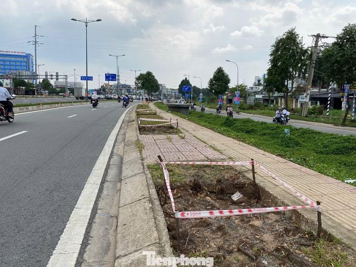 Một loạt vị trí cây xanh trên đường Phạm Văn Đồng được bứng để di dời khỏi khu vực ảnh hưởng bởi dự án.