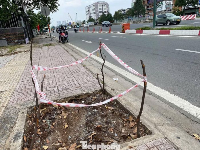  Một vị trí cây xanh được bứng dưỡng, chuyển đến nơi khác để chăm sóc và trồng lại. 