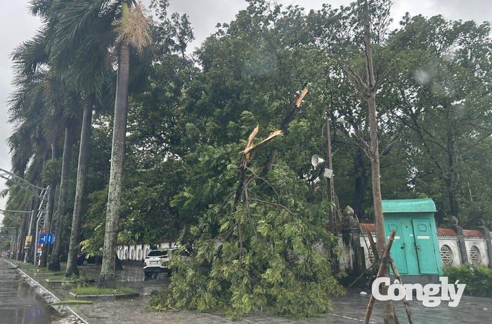 Người dân cần lưu ý cây, cột điện gãy đổ