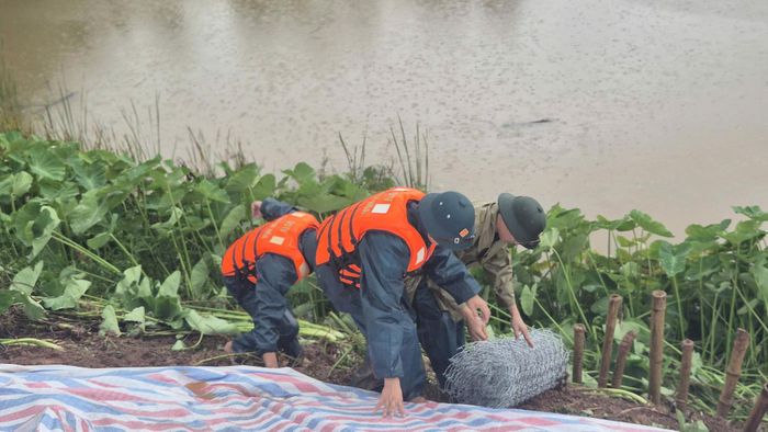 Dùng lưới thép, bạt, cọc tre gia cố mái đê.