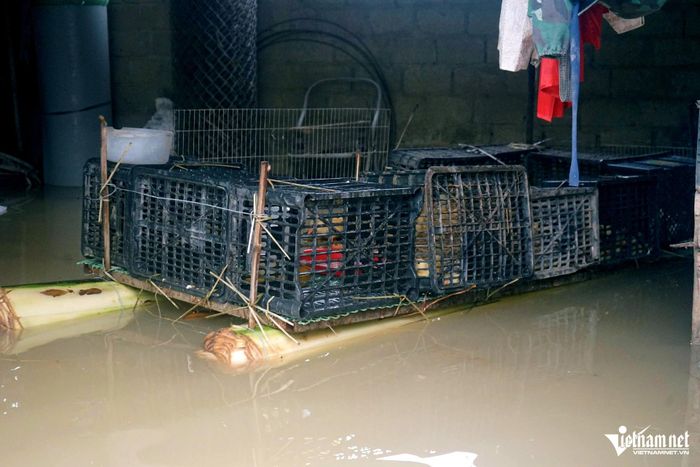 Người dân làm bè chuối để chở gia cầm. Ảnh: Lê Dương