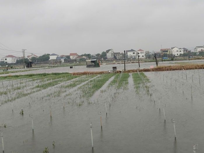 Nhiều địa bàn ngập sâu, nhiều ha rau màu của nông dân Quỳnh Anh chìm trong biển nước