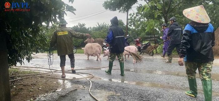  Người dân sơ tán gia súc lên khu vực an toàn. 