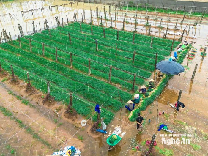 Vùng trồng hành ở Quỳnh Mai ngập trong nước. Ảnh: CSCC