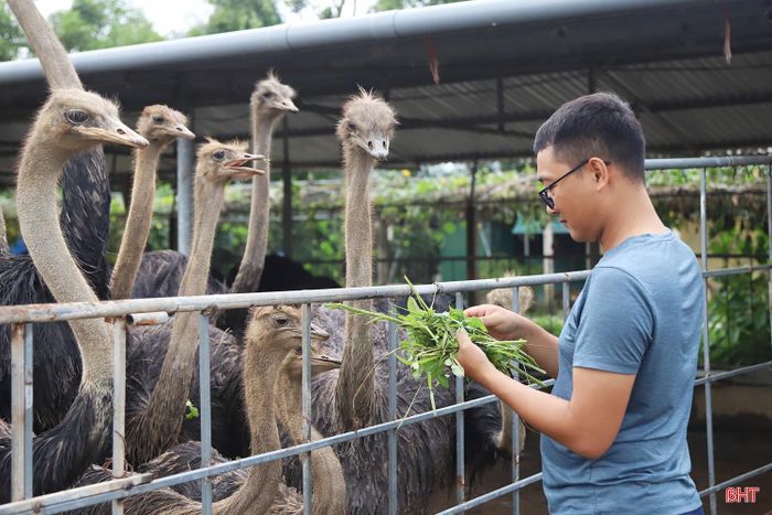Mô hình nuôi thử nghiệm đà điểu của Công ty CP Nguyệt Quang bước đầu cho thấy hiệu quả, mở ra hướng phát triển chăn nuôi mới trên địa bàn.