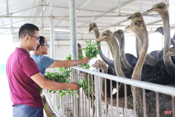  Anh Nguyễn Trung Thành - Phó Giám đốc Công ty CP Nguyệt Quang (áo đỏ) cho biết: “Trong quá trình nuôi, chúng tôi chú trọng bảo đảm các điều kiện về chuồng trại, thức ăn và quy trình chăm sóc. Đà điểu ở giai đoạn nhỏ mỗi ngày ăn khoảng 0,5 kg thức ăn/con/ngày; khi trưởng thành, lượng thức ăn tăng lên khoảng 2 kg/con/ngày. Qua thực tế cho thấy, nếu thực hiện đúng quy trình, đàn đà điểu sinh trưởng khá ổn định và thích nghi với điều kiện thời tiết, khí hậu tại địa phương”. 